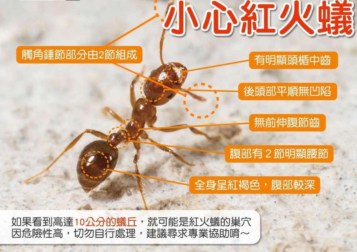 红火蚁已入侵12省份是真是假,红火蚁入侵省份和地区有哪些