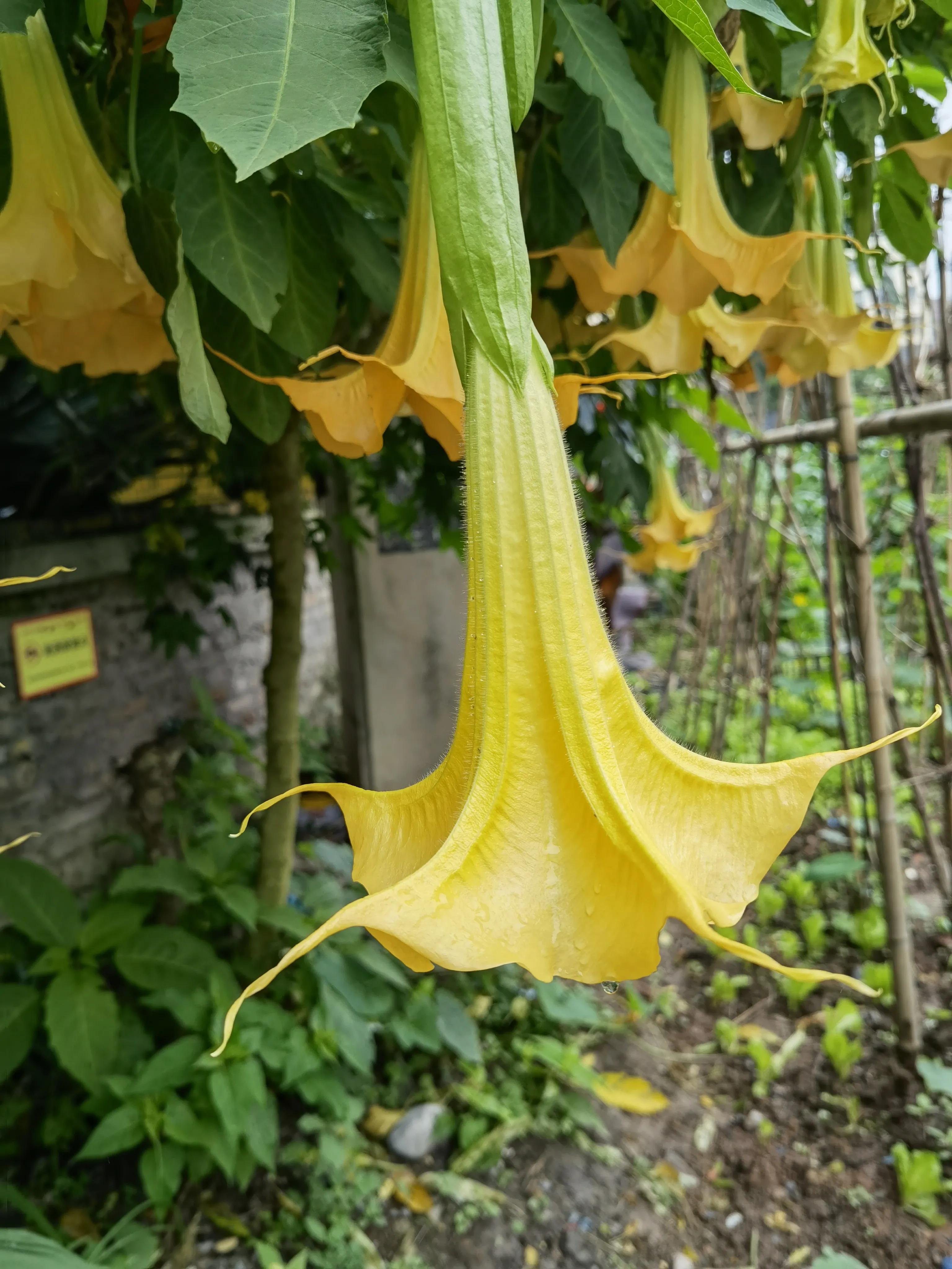 大顺李蔚如,航拍涪陵区大顺镇