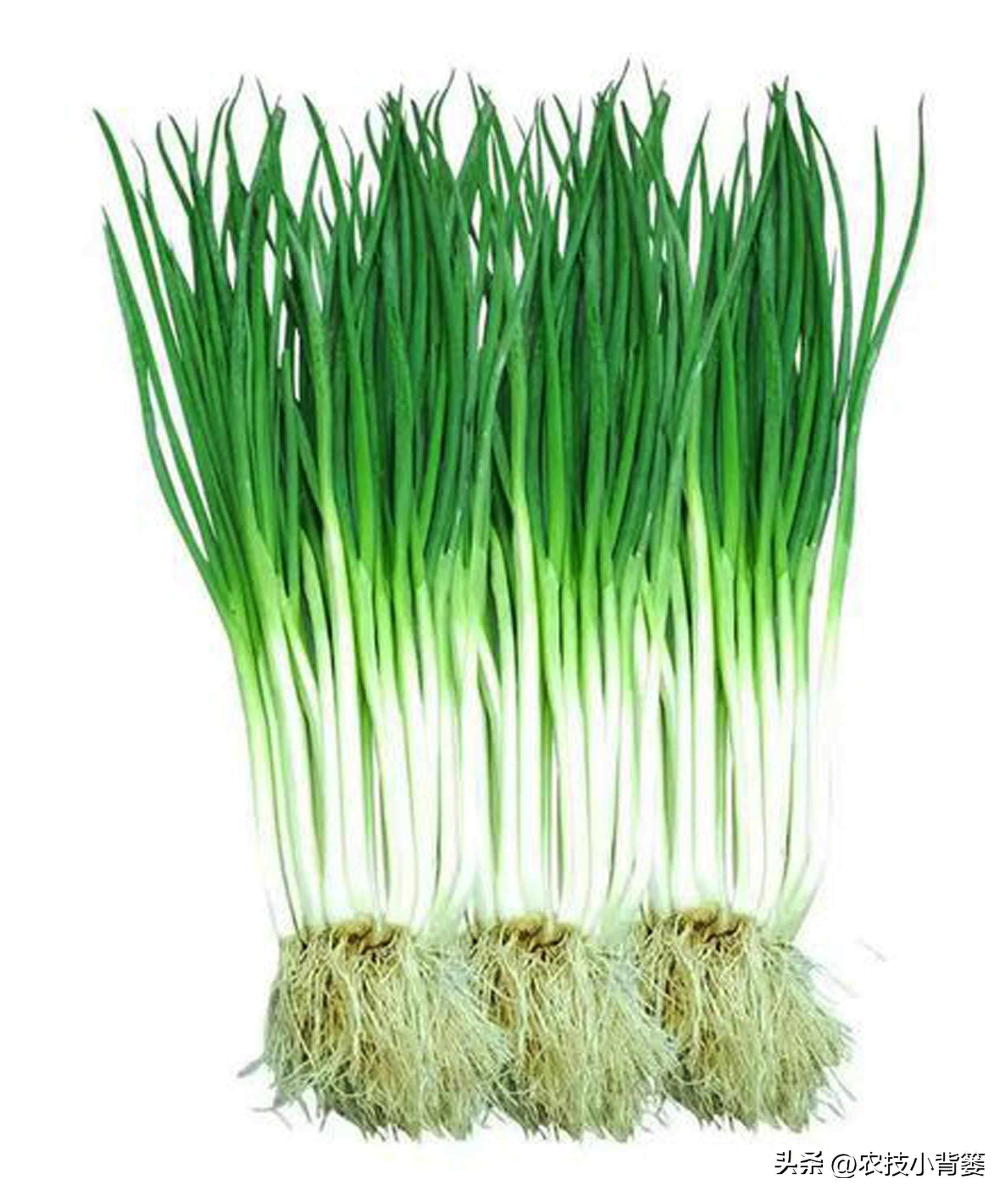 小香葱种植时间和方法视频,小香葱的种植方法和时间