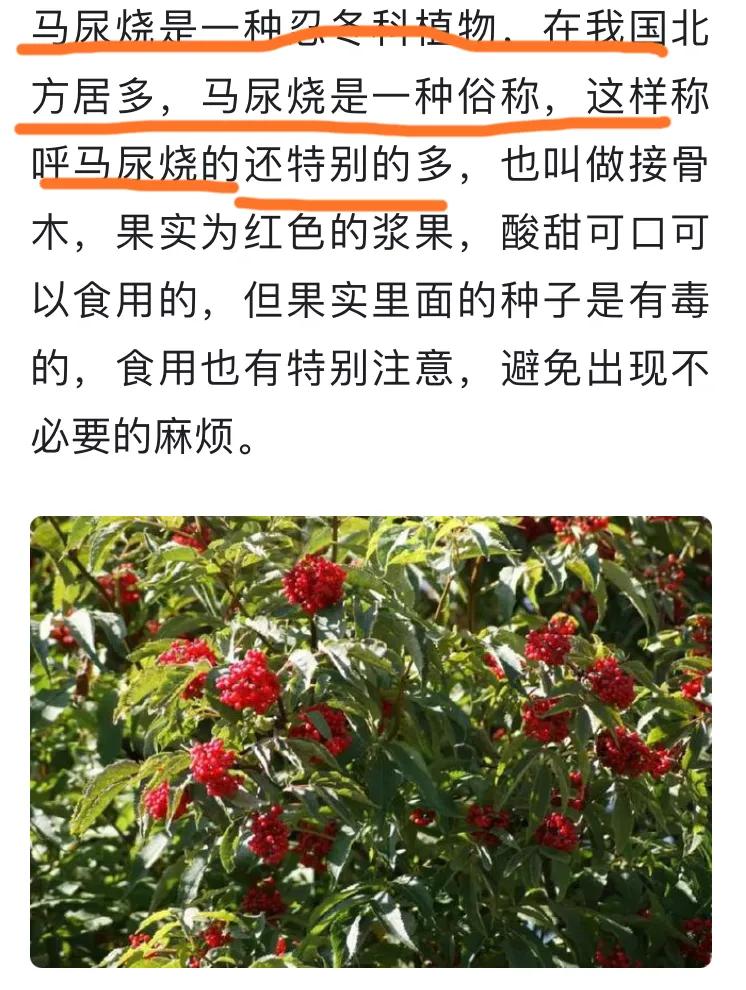 晨露午拾（24）——我的三把“枪”，构成了男孩子的童年