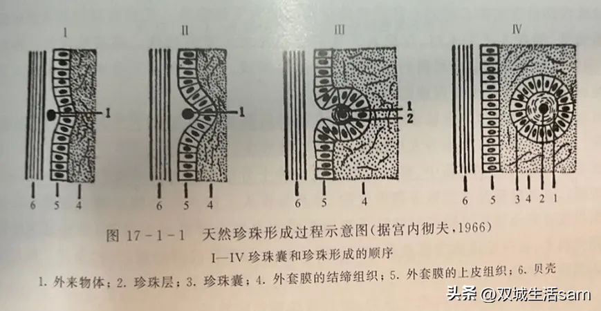 马贝珠珍珠,英国女王绿松石胸针