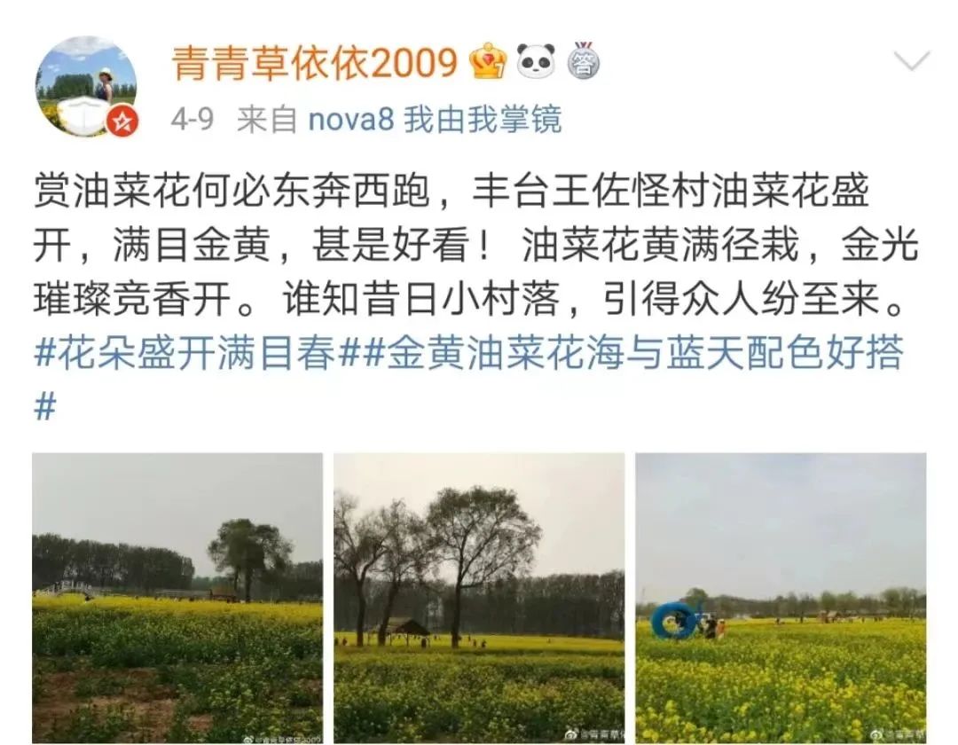 北京周边探秘京城最美油菜花海,北京油菜花必去的地方