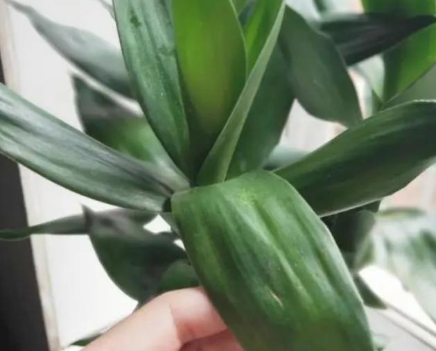 观音竹叶片发黄怎么治,观音竹水培叶尖发黄补救小妙招
