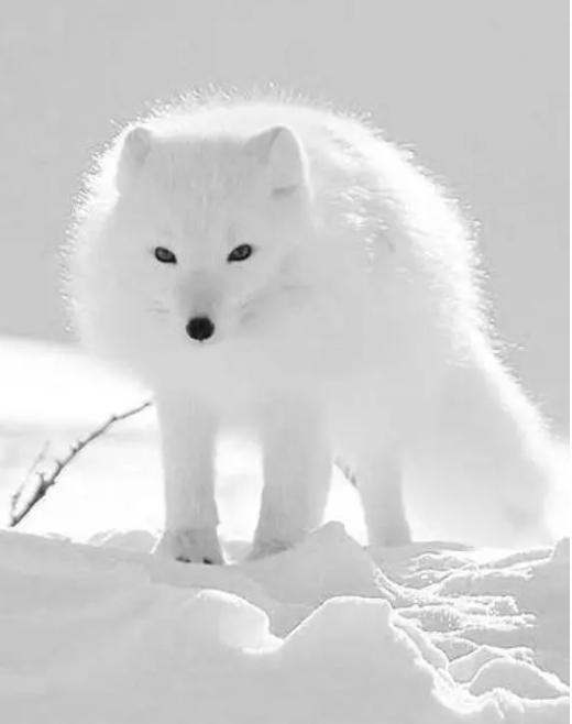 男子投喂狐狸被送灵芝,男子投喂白狐