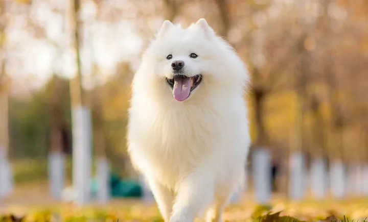 雪橇三傻萨摩耶好品种要多少钱,雪橇三傻萨摩耶用不用拉雪橇