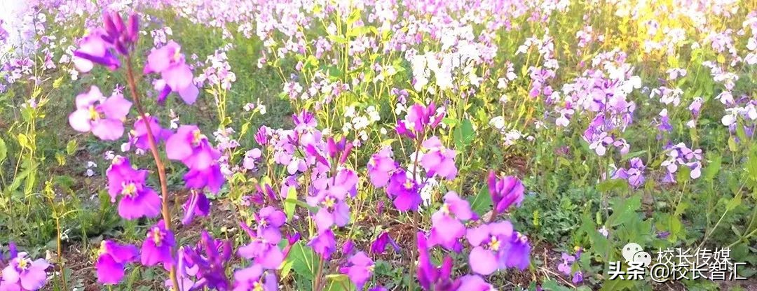 以道德情操滋养师德之魂——《如何成为一名好老师》读书心得