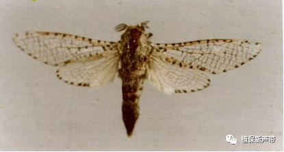 蛀干害虫为害症状识别,什么是蛀干害虫