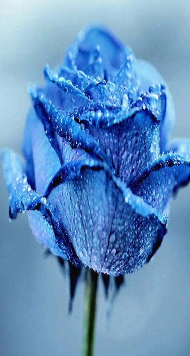 蓝色妖姬花束壁纸,花朵壁纸蓝色