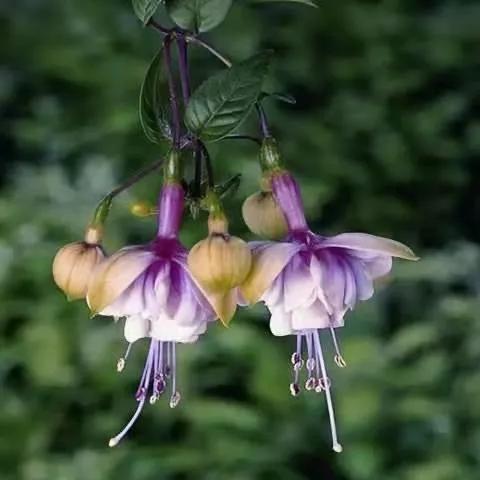 美丽的花倒挂金钟,美丽的倒挂金钟花图片