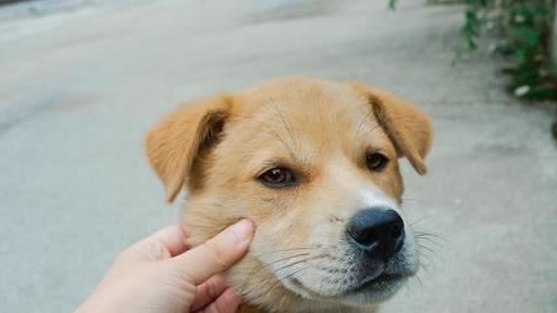 小狗对主人呜呜是什么意思,狗低声呜呜叫是什么意思