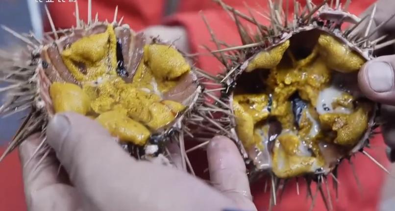 仅有积蓄23块钱，山东小伙大胆借600万，捞出大连海底“小黄金”