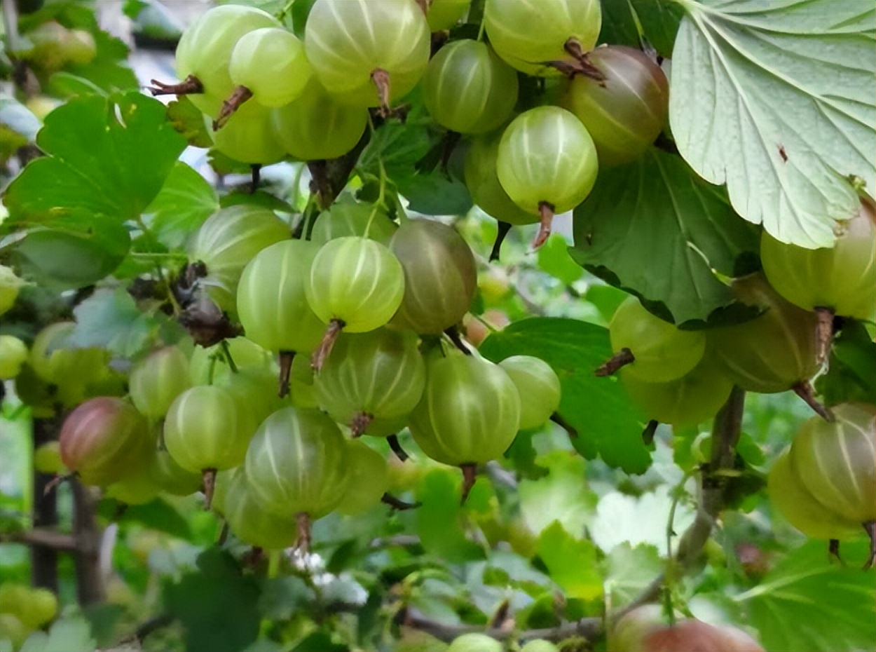 类似灯笼果的植物果实,灯笼果是什么水果品种