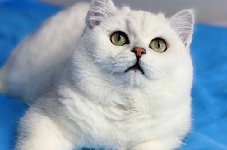 飞跃尴尬期，银渐层才能到达颜值巅峰！吃点啥能发腮呢？