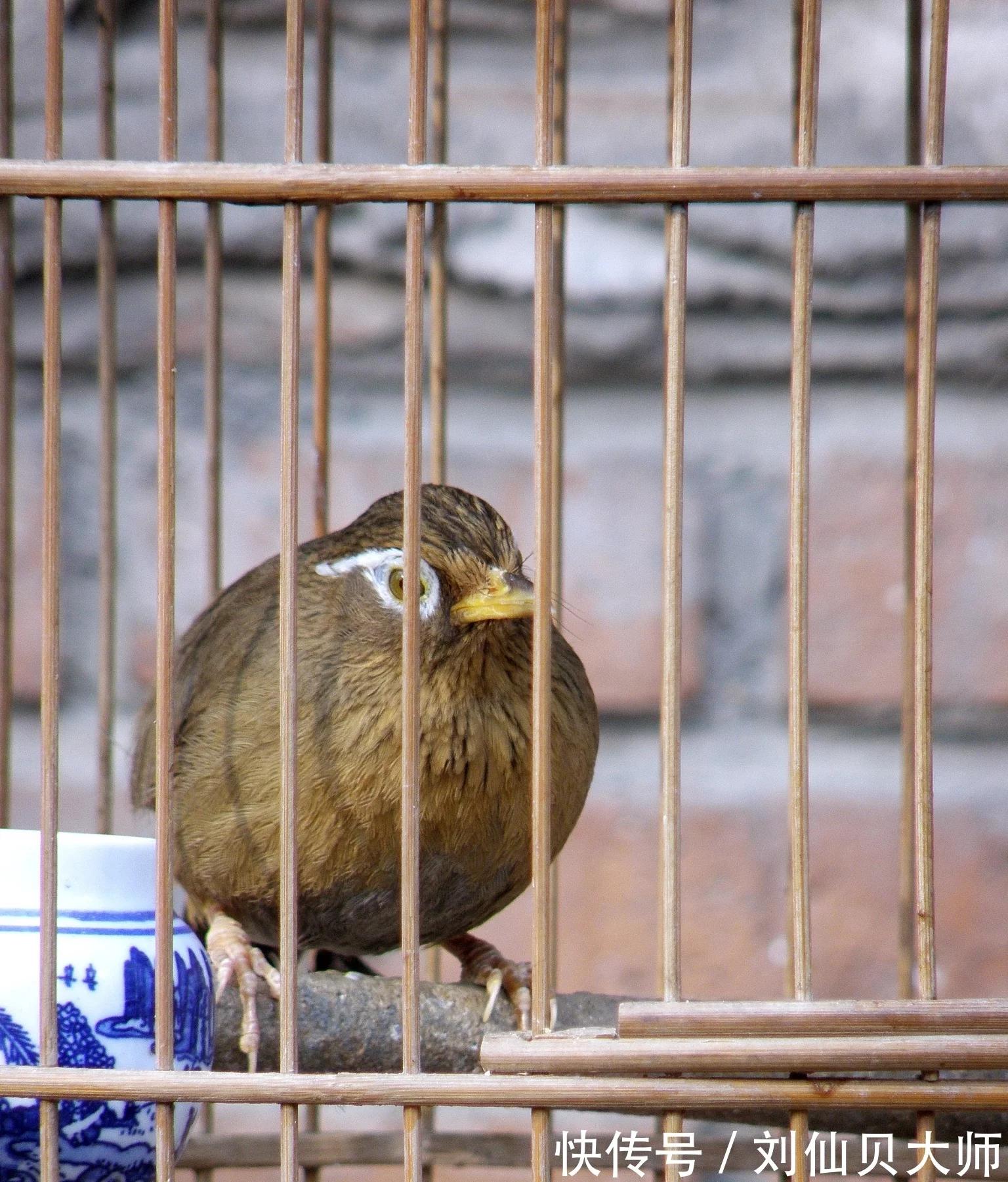 下山画眉鸟如何饲养,新手怎么养野生画眉
