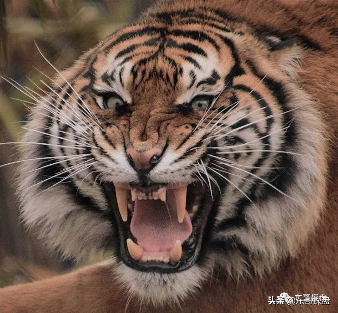 郑州2022年哪家房企卖的最好,2023年郑州各楼盘销售数据