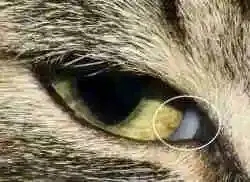猫咪眼睛结膜炎是什么症状,猫咪疱疹病毒性结膜炎怎样好得快