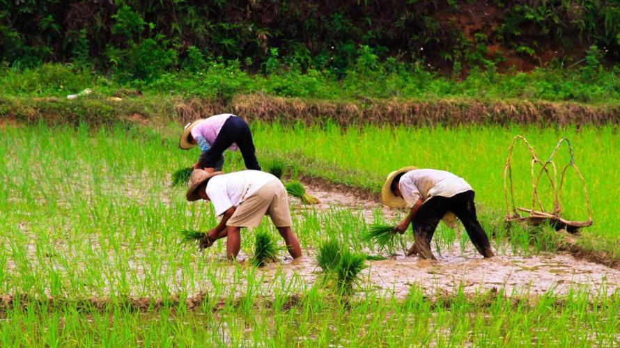 山东发现宝石村：漫山遍野不起眼的碎石头，实际是价值连城蓝宝石
