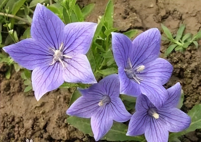 植物识别小口诀，总结的太全了！