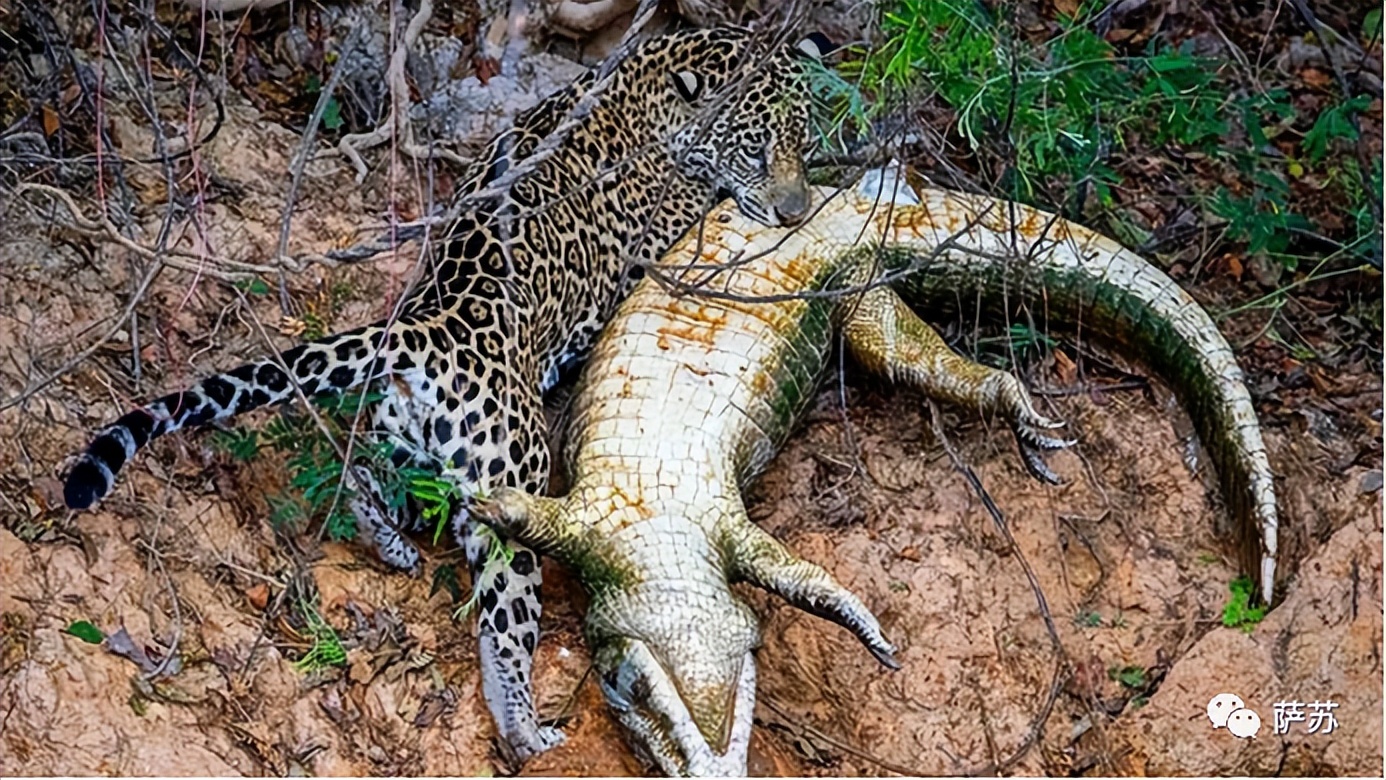 韩愈是怎么赶走鳄鱼的,韩愈写给鳄鱼的话