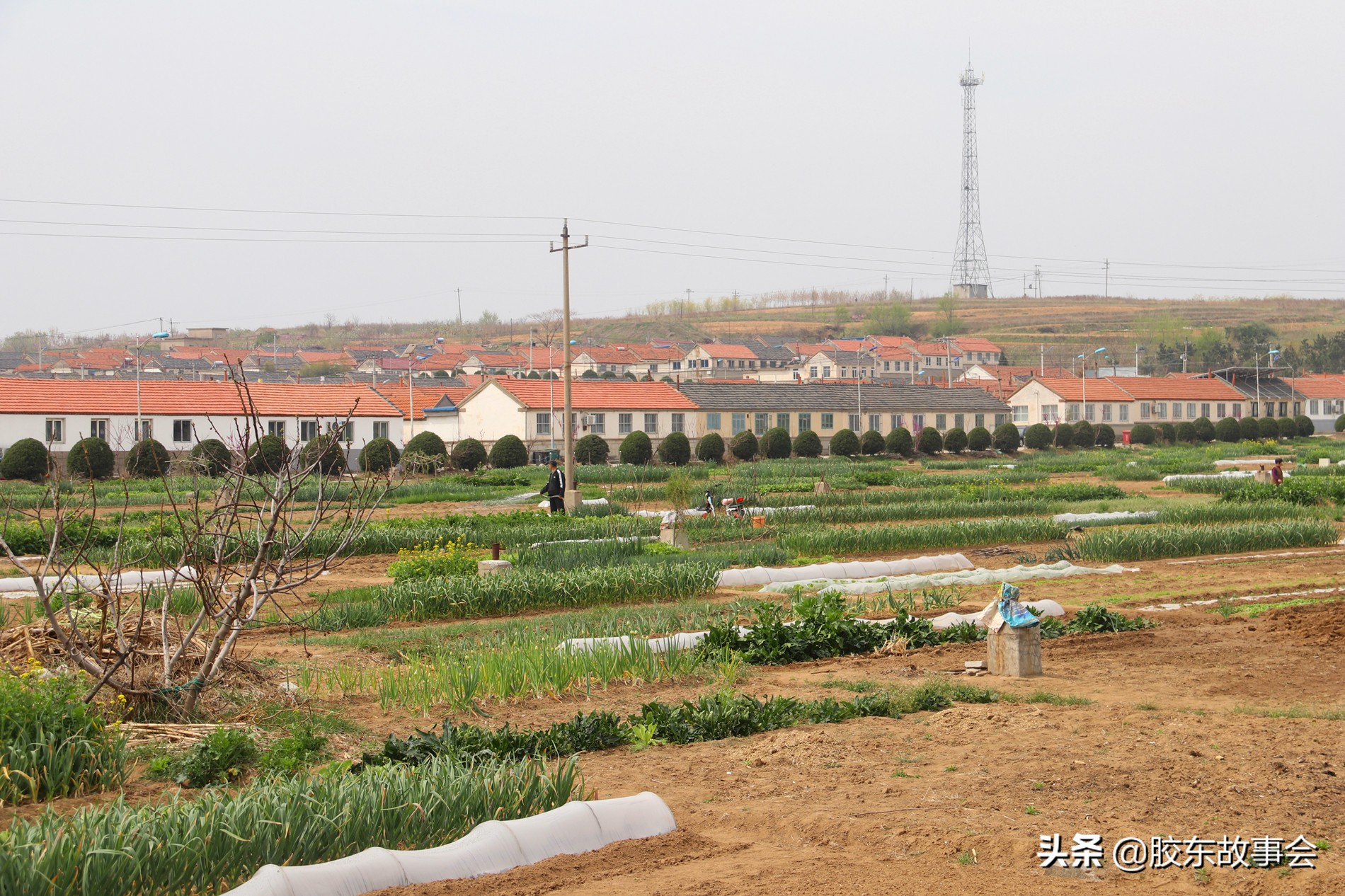 牟平西念村,牟平姜格庄西念村