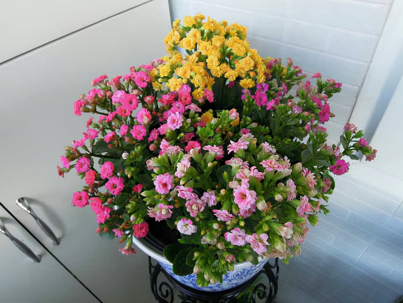 养在家里富贵花有哪些品种,盆栽富贵花怎么种植最好