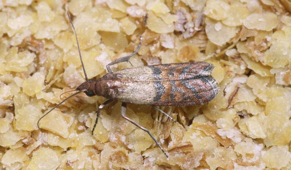 家里突然出现黑飞蛾,家里发现不明虫子应该找哪个部门