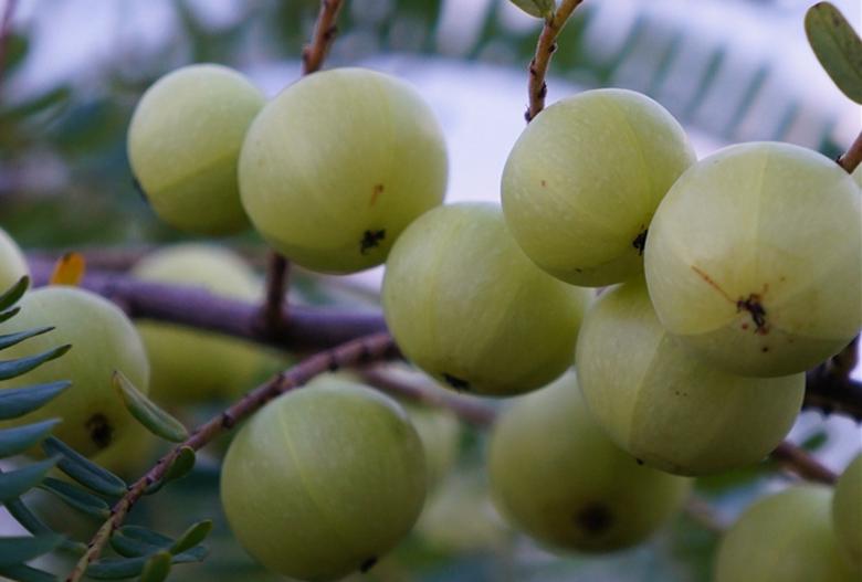 100%特级初榨橄榄油推荐,橄榄油好坏怎么辨别