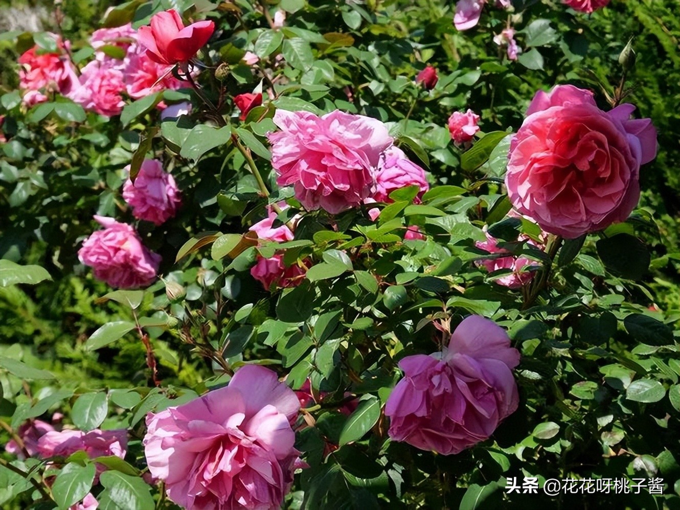 黄色月季哪个品种耐热耐晒抗病强,最耐热耐晒的切花藤本月季品种