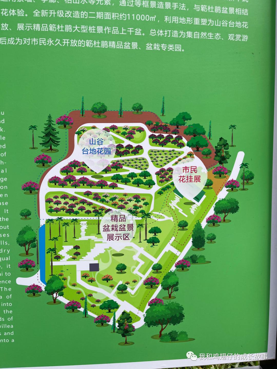 2019深圳莲花山簕杜鹃花展美不美,深圳莲花山一年一度的簕杜鹃花展