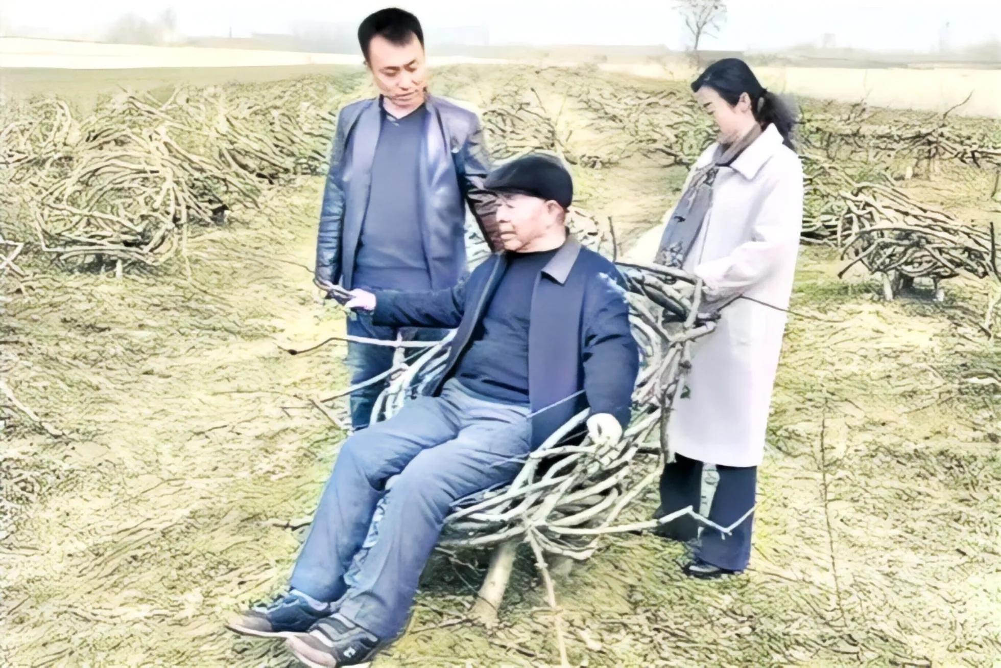 大爷用桃树种出奇葩椅子,老农用17年种出椅子树视频