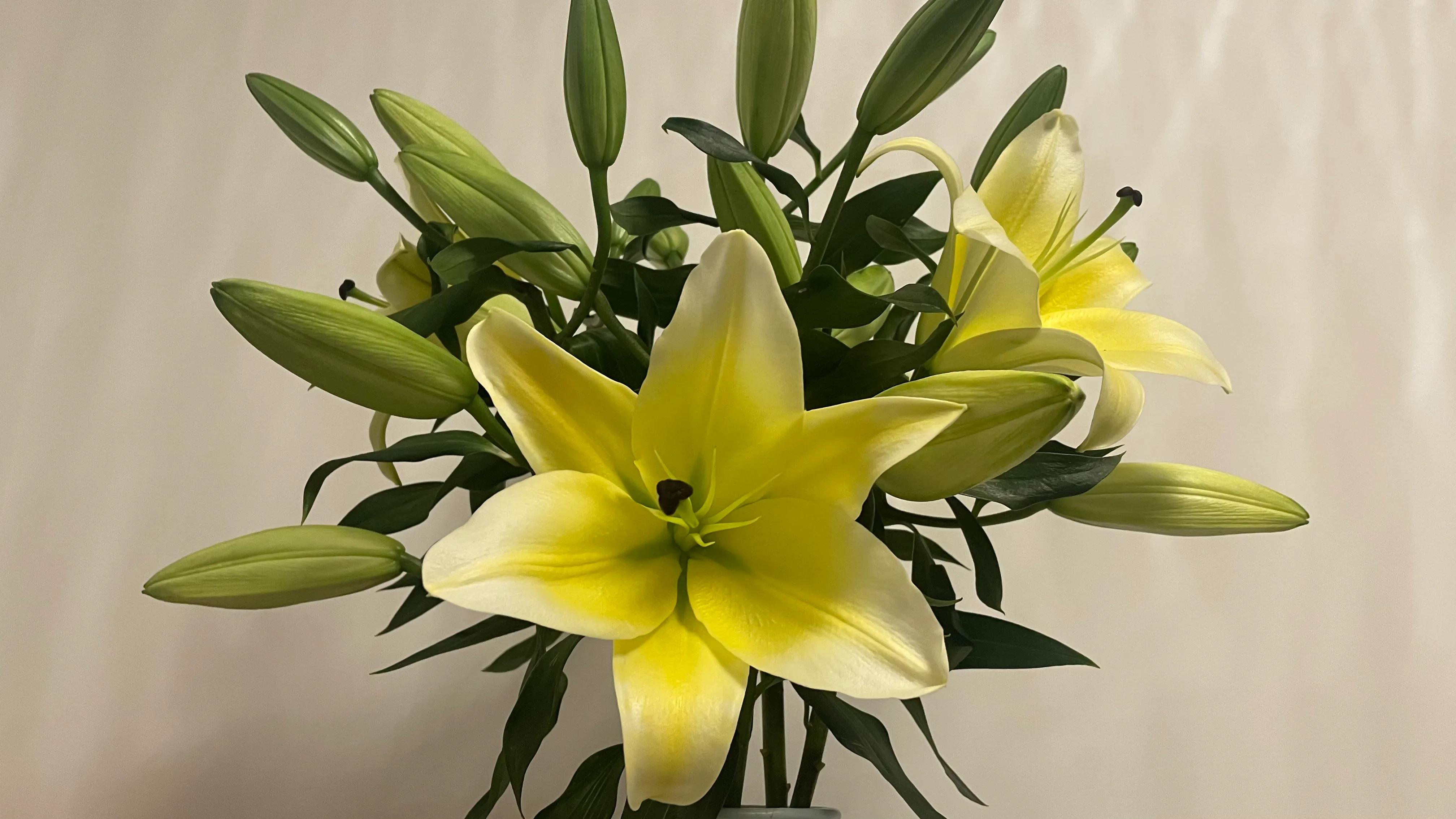 古风百合花仙子,宝莲灯百合花仙子