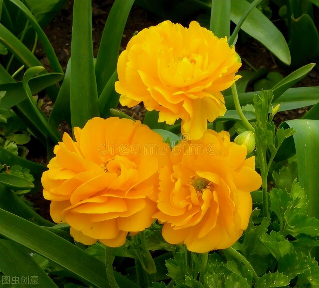 感恩母亲节祝自己节日快乐,母亲节感恩祝福词妈妈我爱你