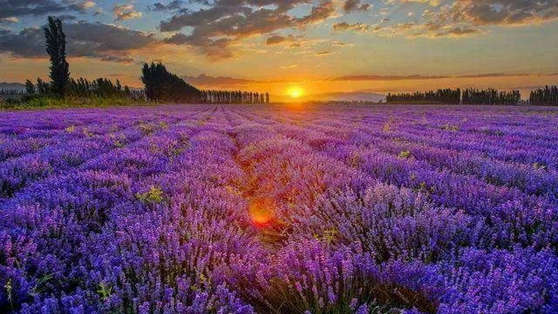 伊犁薰衣草河谷位置,伊犁河谷薰衣草风景