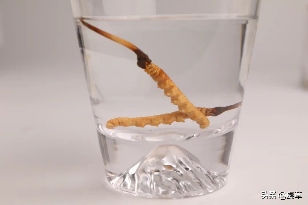 鲜虫草正当季,鲜虫草采收