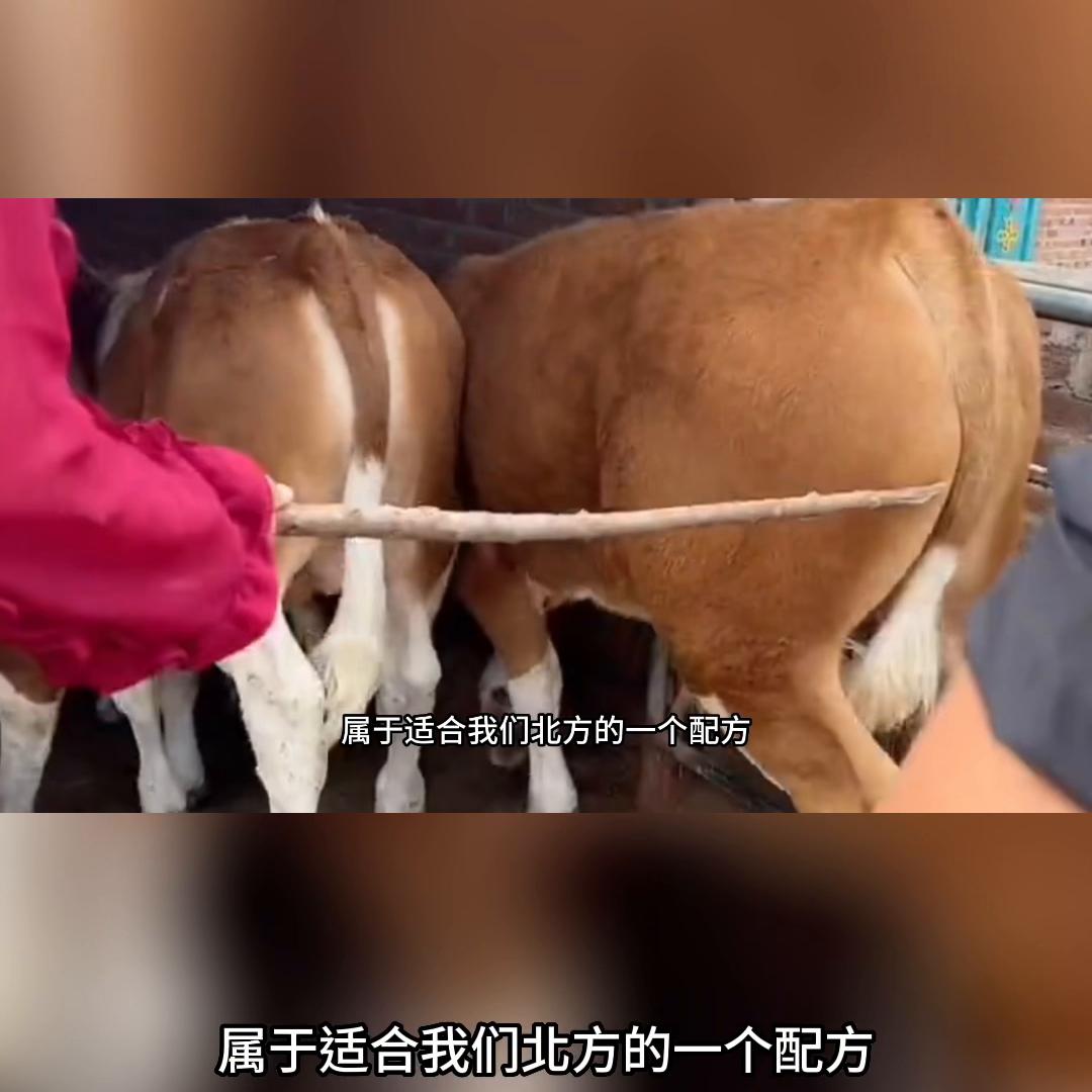 喂育肥牛配浓缩饲料1:2好还是1:3好,育肥牛后期自配料比例怎样配