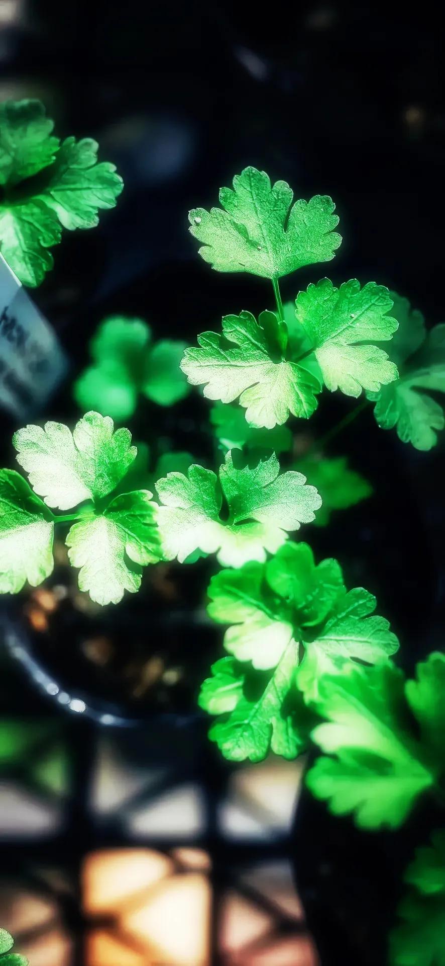 高清壁纸全面屏手机,围棋壁纸高清全面屏