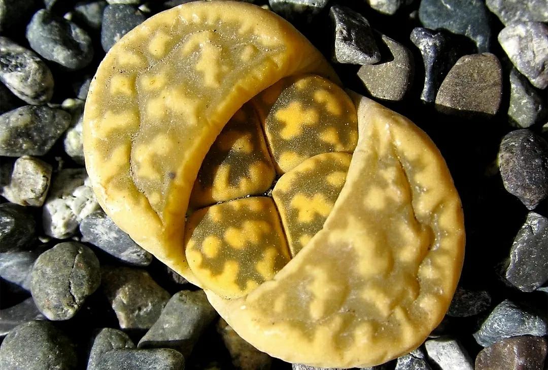 多肉植物石头开花,多肉石头花秋季