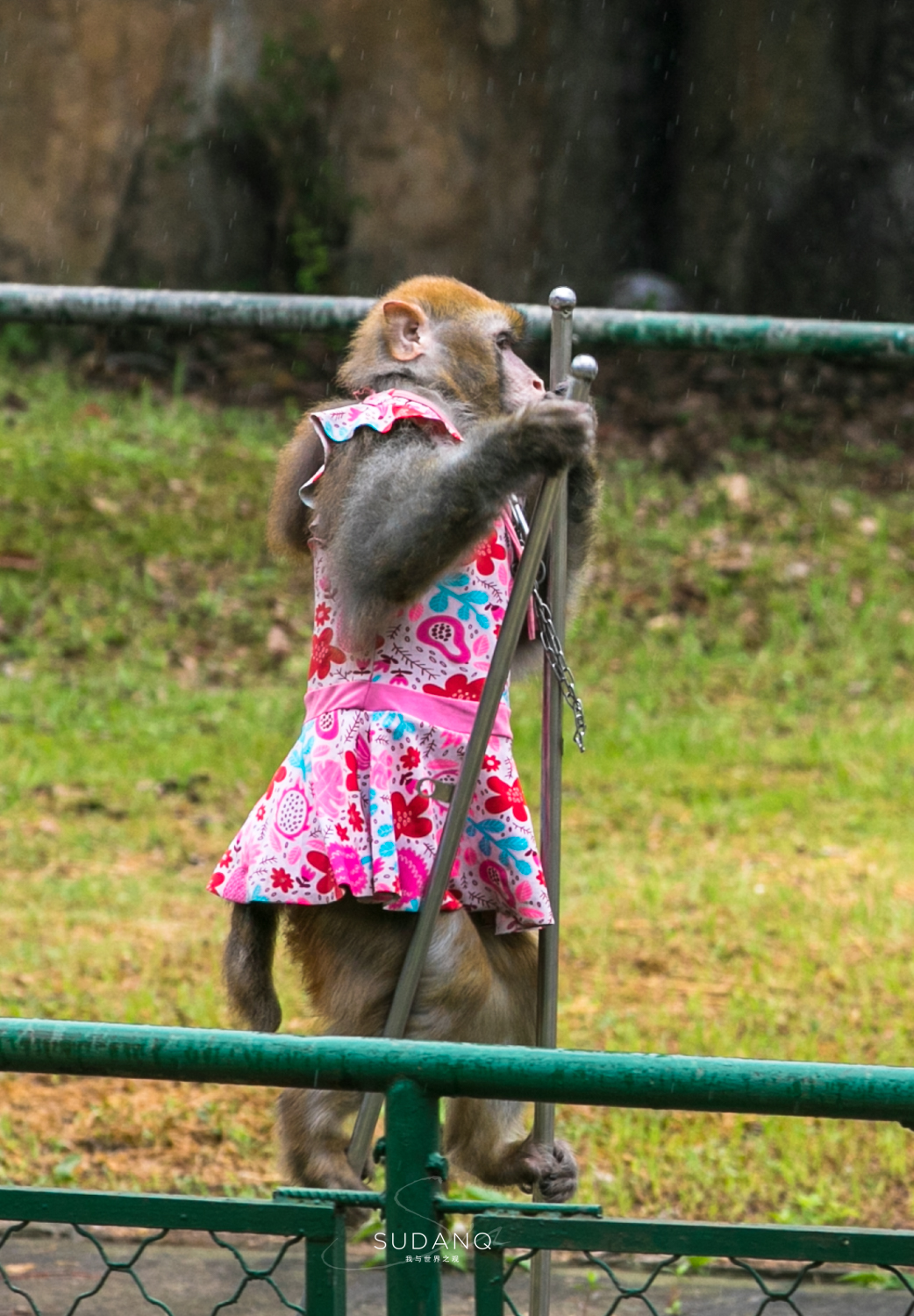 武汉哪个动物园比较适合小朋友玩,武汉值得带孩子去的动物园