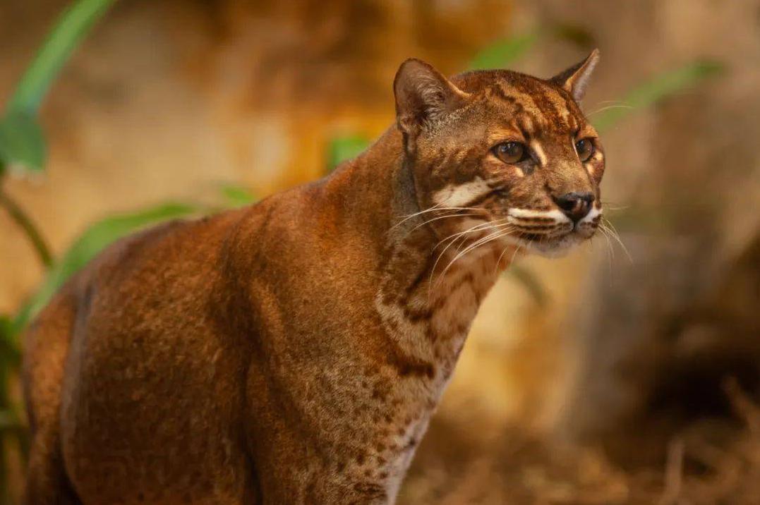 四川拍到多只野生大熊猫并报警,山彪真能杀死老虎吗