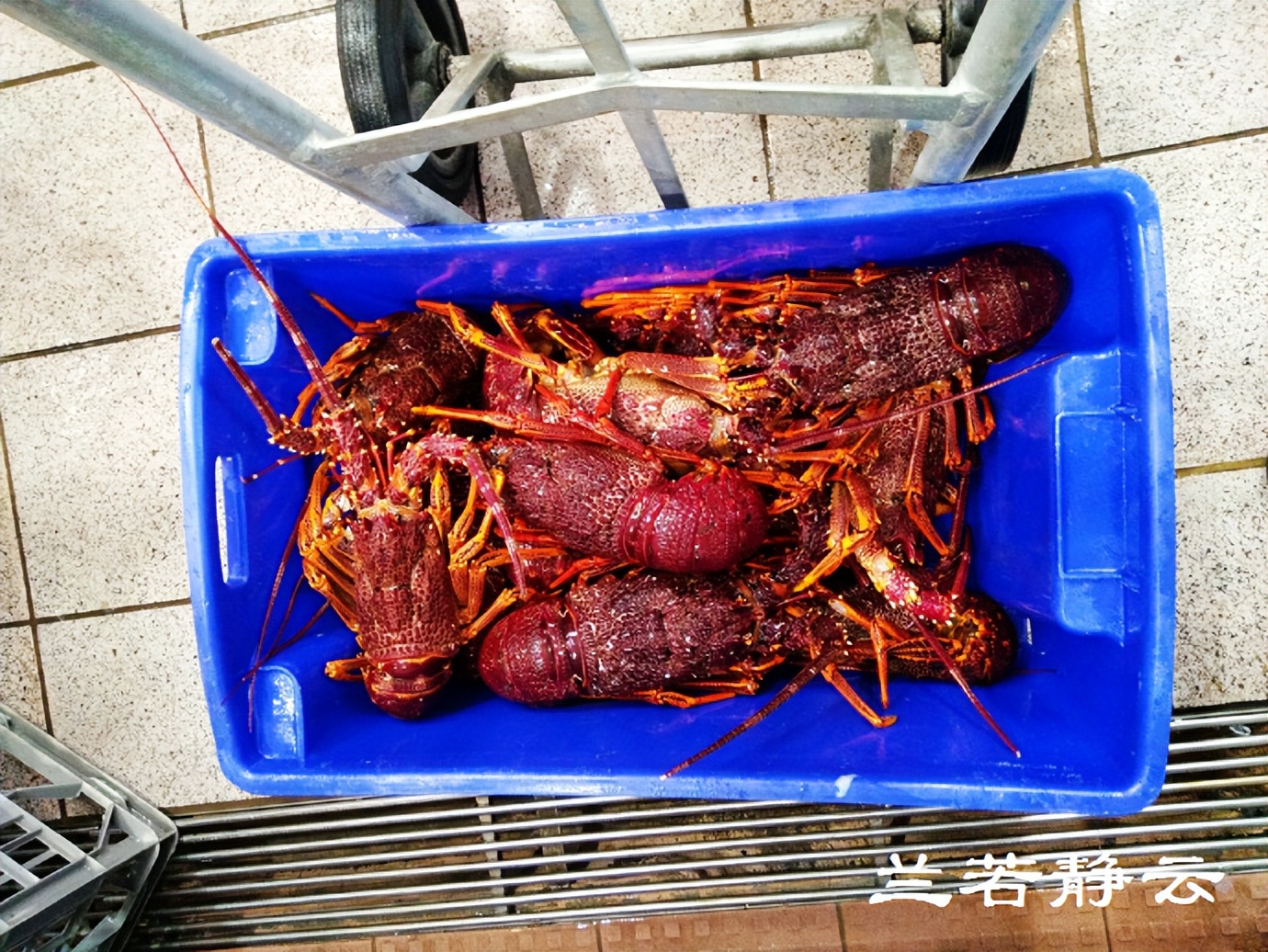 悉尼最大的海鲜鱼市场在哪里,海鲜市场澳洲龙虾