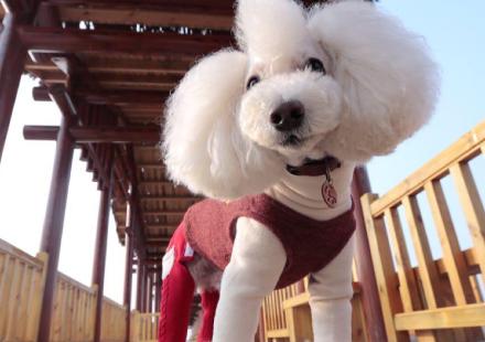 宠物犬种类大全贵宾犬,什么犬种最聪明又好训贵宾犬