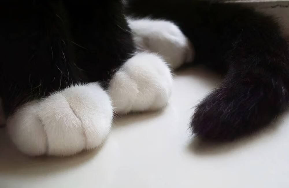 建议养的10种家猫,旺家猫的特征