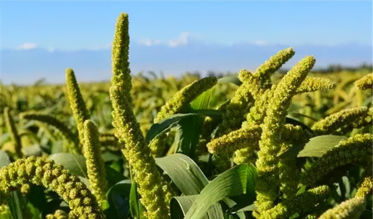 农业种植技术水稻,旱地谷子种植技术规范