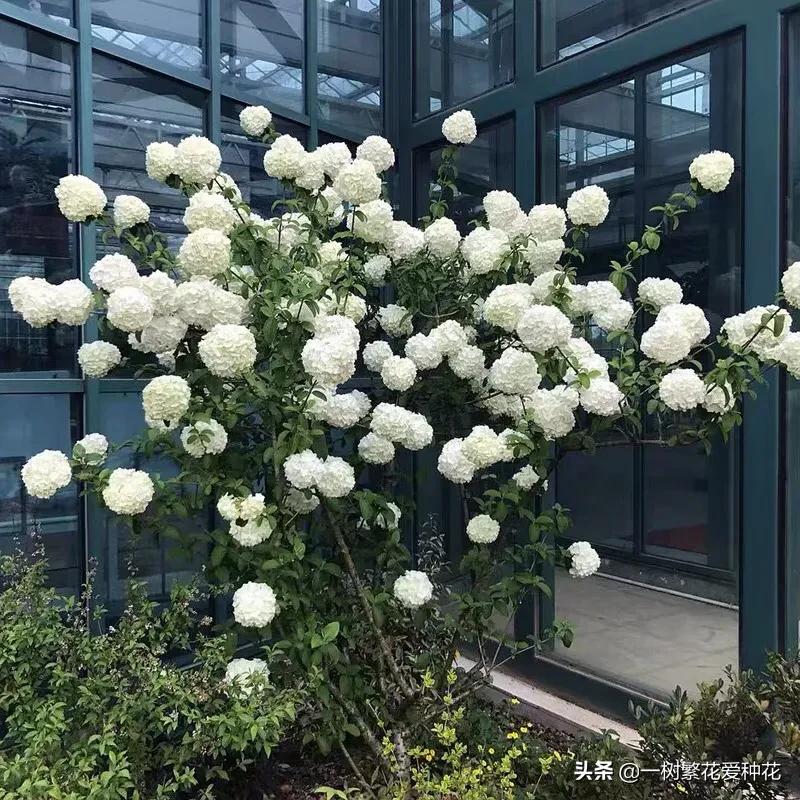 绣球花和球兰花,哪个品种的绣球花球大