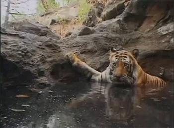 他只是把老虎画成猫的样子，为啥惹得雀巢、飞利浦都不淡定了？