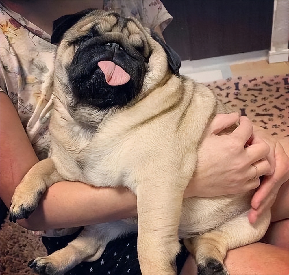 什么狗好驯服不咬人便宜还能看家,什么狗最适合老年人饲养