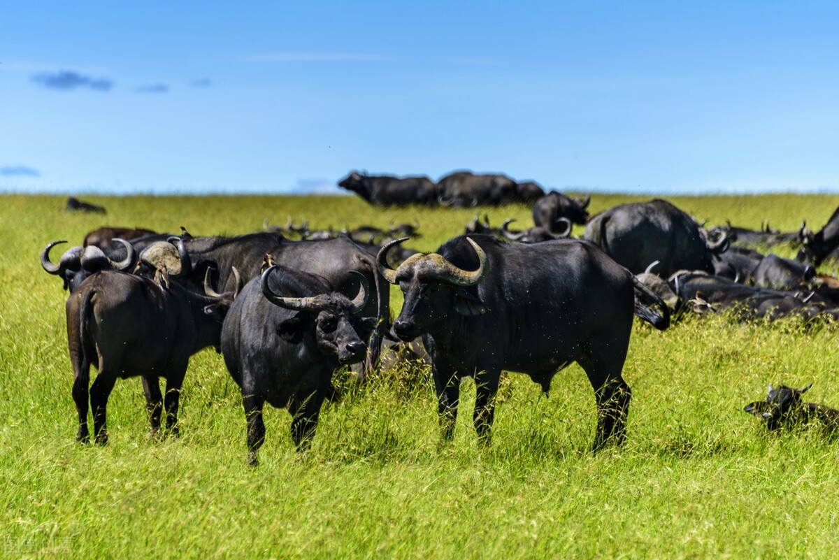 牛不吃草是什么原因怎么治疗呢,牛停食不吃草怎么办