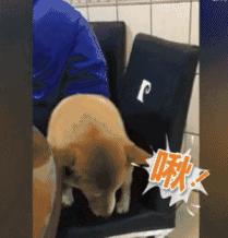 家里养一只狗有什么好处和坏处,家里养一个月的狗有什么说法