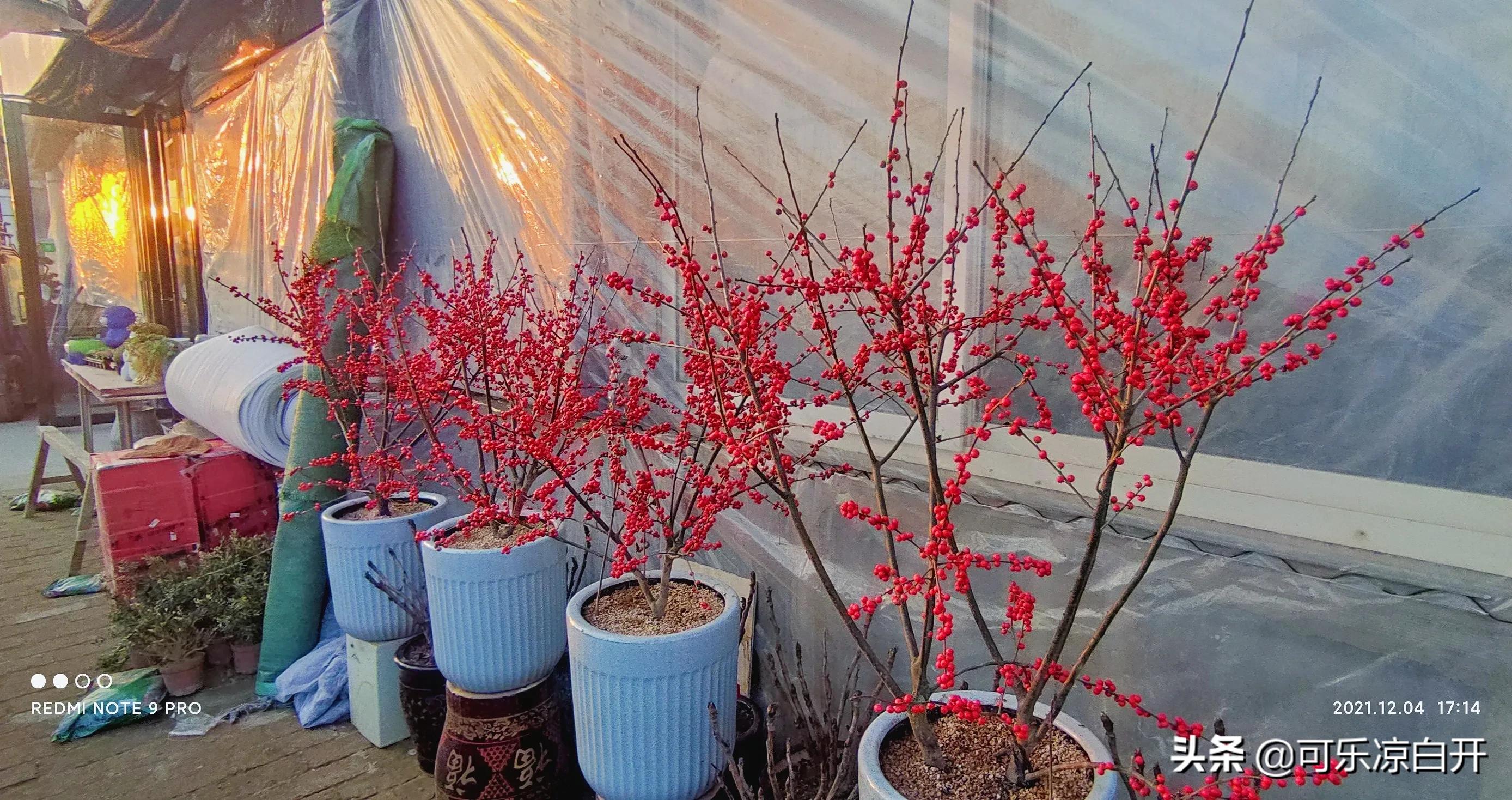 咸阳东风路秦苑花卉市场,咸阳文兴路花卉市场狗市怎么走