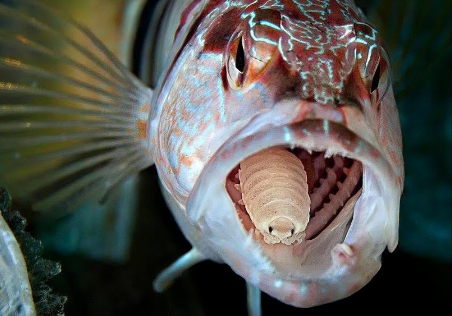 12张让人惊叹的动物的照片,眼界大开30张活久见的动物图